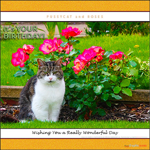 A "Birthday" e-Card - with Fine Art Photographic Image of  PUSSYCAT and ROSES