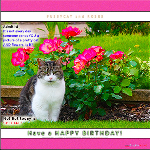A "Birthday" e-Card - with Fine Art Photographic Image of  PUSSYCAT and ROSES