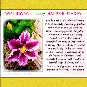 A "Birthday" e-Card - CLEMATIS PIILU