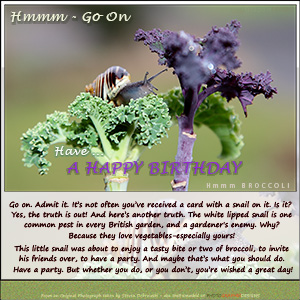 A "Birthday" e-Card - THE GARDEN SNAIL