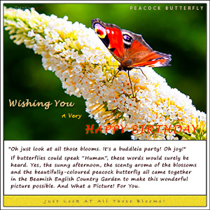 A "Birthday" e-Card - A BIRTHDAY e-CARD - with Fine Art Photographic Image of The Peacock Butterfly - JUST LOOK AT ALL THOSE BLOOMS