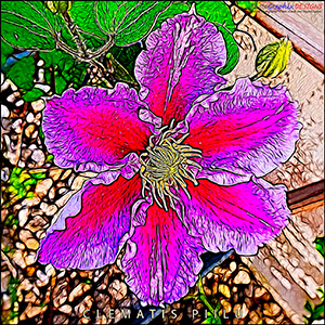 A "Blank - add your own message" e-Card - CLEMATIS PIILU