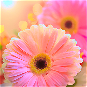 Graphic Art - Pink Gerberas