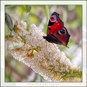 A "Blank" e-Card - THE PEACOCK BUTTERFLY - A TASTE OF NECTAR