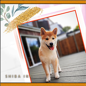 A "Blank" e-Card - THE JAPANESE SHIBA INU