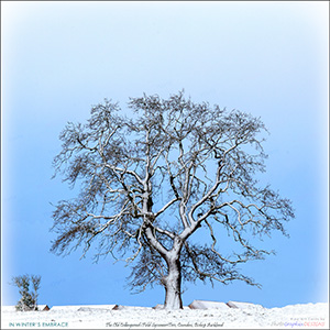 A Fine Art "BLANK" e-Card - IN WINTER'S EMBRACE