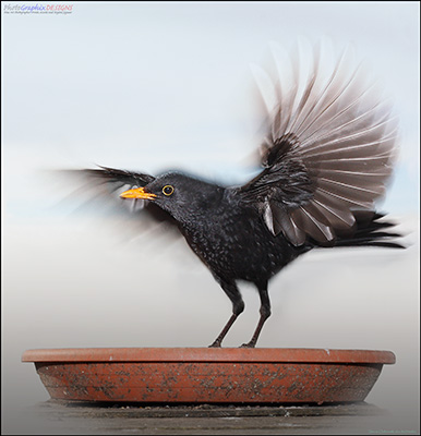 BUY NOW! A BLACKBIRD TAKES FLIGHT - FINE ART PRINT