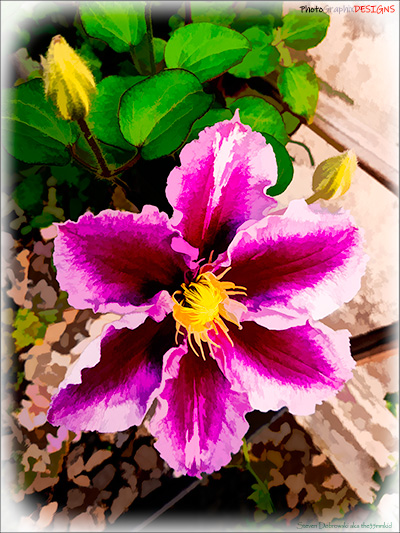 BUY NOW! CLEMATIS - FINE ART PRINT
