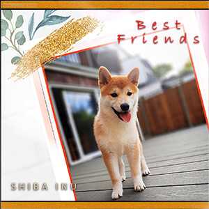 A "Best Friends" e-Card - THE JAPANESE SHIBA INU