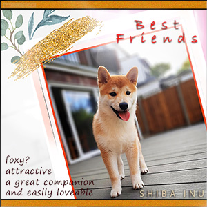 A "Best friends" e-Card - THE JAPANESE SHIBA INU
