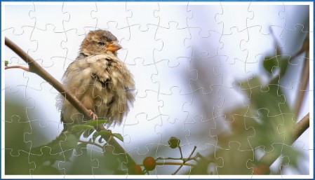 JIGSAW - FLEDGLING SPARROW