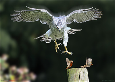 BUY NOW! MR BIG MAKES FRIENDS - FINE ART PRINT