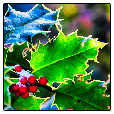 BUY NOW! HOLLY AND BERRIES - FINE ART PRINT