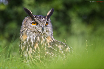 BUY NOW! LONG EARED OWL - FINE ART PRINT