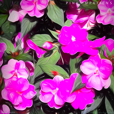 BUY NOW! PINK BUSY LIZZIES - FINE ART PRINT
