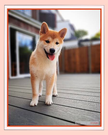 BUY NOW! JAPANESE SHIBA INU - FINE ART PRINT