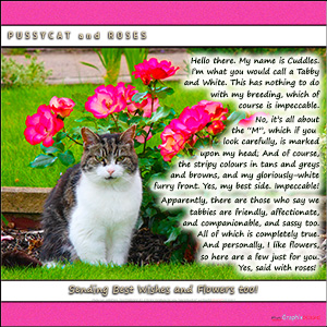 A "Thinking of You" e-Card - with Fine Art Photographic Image of PUSSYCAT and ROSES