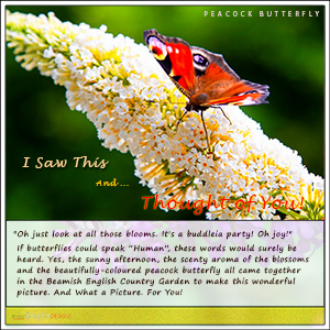 A "Birthday" e-Card - A THINKING OF YOU e-CARD - with Fine Art Photographic Image of The Peacock Butterfly - ALL THOSE BLOOMS!