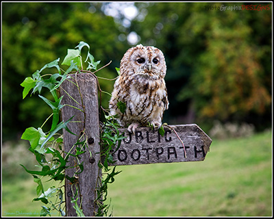 BUY NOW! TAWNY OWL LOVES TO POSE - FINE ART PRINT