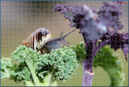 BUY NOW! THE WHITE LIPPED GARDEN SNAIL Digital Jigsaw - Own it Forever